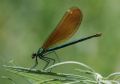 Calopteryx virgo